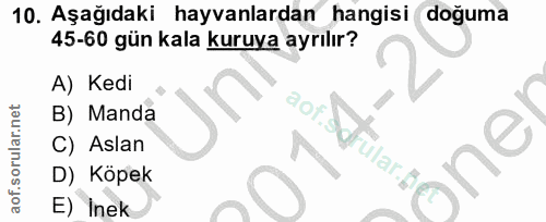 10. soru: Aşağıdaki hayvanlardan hangisi doguma 45-60 gün kala kuruya ayrılır? A) Kedi B) Manda C) Aslan D) Köpek E) Inek