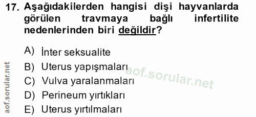 17. soru: Aşağıdakilerden hangisi dişi hayvanlarda görülen travmaya bağlı infertilite nedenlerinden biri değildir? B) Uterus ya…