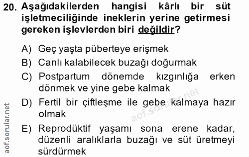 20. soru: Aşağıdakilerden hangisi kârlı bir süt işletmeciliğinde ineklerin yerine getirmesi gereken işlevlerden biri değildir?…