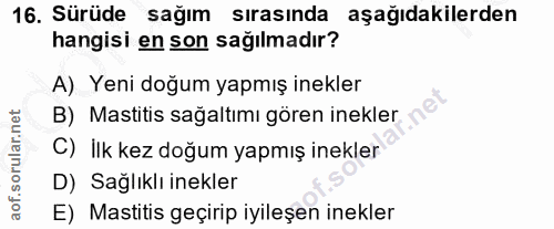 16. soru: Sürüde sağım sırasında aşağıdakilerden hangisi en son sağılmadır? A) Yeni doğum yapmış inekler B) Mastitis sağaltımı…