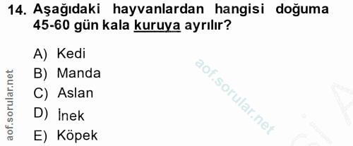 14. soru: Aşağıdaki hayvanlardan hangisi doğuma 45-60 gün kala kuruya ayrılır? A) Kedi B) Manda C) Aslan D) Inek E) Köpek