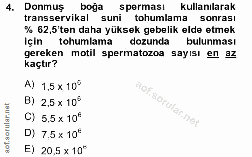 4. soru: Donmuş boğa spermasi kullanılarak transservikal suni tohumlama sonrası % 62,5'ten daha yüksek gebelik elde etmek için…