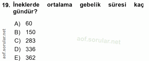 19. soru: İneklerde ortalama gebelik süresi kaç gündür? A) 60 orular.net B) 150 C) 283 aof.s D) 336 E) 362