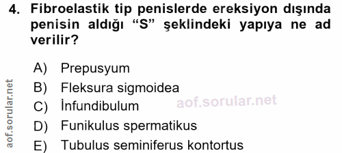 4. soru: Fibroelastik tip penislerde ereksiyon dışında penisin aldığı "S" şeklindeki yapıya ne ad verilir? A) Prepusyum B) Fle…