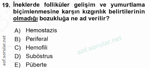 19. soru: İneklerde folliküler gelişim ve yumurtlama biçimlenmesine karşın kızgınlık belirtilerinin olmadığı bozukluğa ne ad ve…