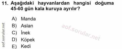 11. soru: Aşağıdaki hayvanlardan hangisi doğuma 45-60 gün kala kuruya ayrılır? A) Manda B) Aslan C) Inek D) Köpek E) Kedi