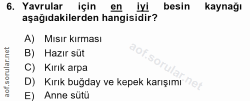 6. soru: .Yavrular için en iyi besin kaynağı aşağıdakilerden hangisidir? A) Mısır kırması B) Hazır süt C) Kırık arpa D) Kırık…