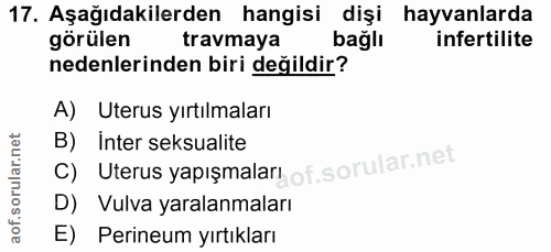 17. soru: Aşağıdakilerden hangisi dişi hayvanlarda görülen travmaya bağlı infertilite nedenlerinden biri değildir? A) Uterus yı…