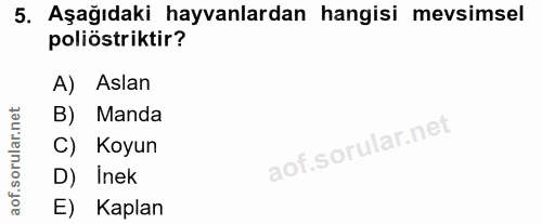 5. soru: Aşağıdaki hayvanlardan hangisi mevsimsel poliöstriktir? A) Aslan B) Manda C) Koyun D) İnek E) Kaplan