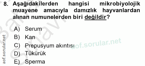 8. soru: Aşağıdakilerden hangisi mikrobiyolojik muayene amacıyla damızlık hayvanlardan alınan numunelerden biri değildir? A) S…