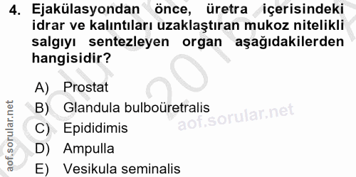 4. soru: Ejakülasyondan önce, üretra içerisindeki idrar ve kalıntıları uzaklaştıran mukoz nitelikli salgıyı sentezleyen organ…