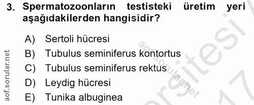 3. soru: Spermatozoonların testisteki üretim yeri aşağıdakilerden hangisidir? A) Sertoli hücresi tes B) Tubulus seminiferus ko…