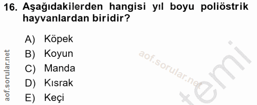 16. soru: Aşağıdakilerden hangisi yıl boyu poliöstrik hayvanlardan biridir? A) Köpek B) Koyun aof.sorular.nef C) Manda D) Kısra…