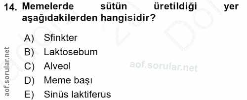 14. soru: Memelerde sütün üretildiği yer aşağıdakilerden hangisidir? A) Sinkter B) Laktosebum C) Alveol D) Meme başı E) Sinüs l…