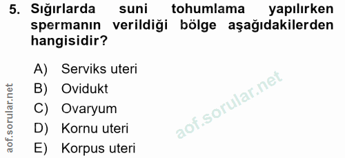 5. soru: Sığırlarda suni tohumlama yapılırken spermanın verildiği bölge aşağıdakilerden hangisidir? A) Serviks uteri B) Oviduk…