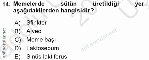 14. soru: Memelerde sütün üretildiği yer aşağıdakilerden hangisidir? A) Sinkter B) Alveol C) Meme başı D) Laktosebum E) Sinüs l…