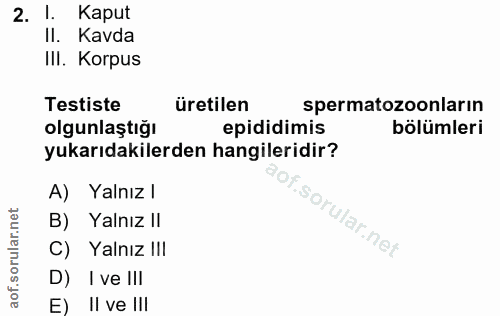 2. soru: 1. Kaput Il. Kavda IlI. Korpus Testiste üretilen spermatozoonların olgunlaştığı epididimis bölümleri yukarıdakilerden…