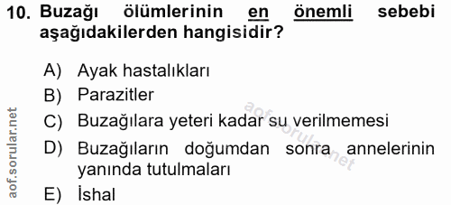 10. soru: Buzağı ölümlerinin en önemli sebebi aşağıdakilerden hangisidir? A) Ayak hastalıkları B) Parazitler C) Buzağılara yete…