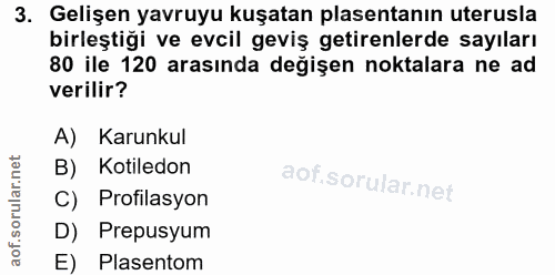 3. soru: Gelişen yavruyu kuşatan plasentanın uterusla birleştiği ve evcil geviş getirenlerde sayıları 80 ile 120 arasında deği…