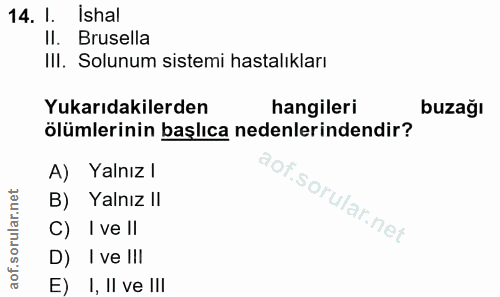 14. soru: l. Ishal II. Brusella II. Solunum sistemi hastalıkları Yukarıdakilerden hangileri buzağı ölümlerinin başlıca nedenler…