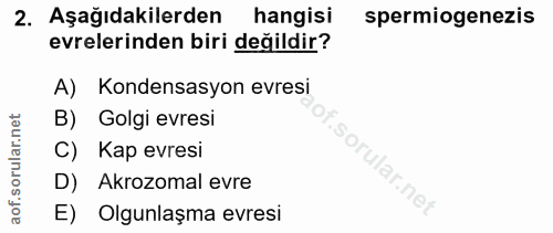 2. soru: Aşağıdakilerden hangisi spermiogenezis evrelerinden biri değildir? A) Kondensasyon evresi B) Golgi evresi C) Kap evre…