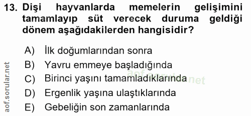 13. soru: Dişi hayvanlarda memelerin gelişimini tamamlayıp süt verecek duruma geldiği dönem aşağıdakilerden hangisidir? A) ilk…