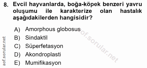 8. soru: Evcil hayvanlarda, boğa-köpek benzeri yavru oluşumu ile karakterize olan hastalık aşağıdakilerden hangisidir? A) Amor…