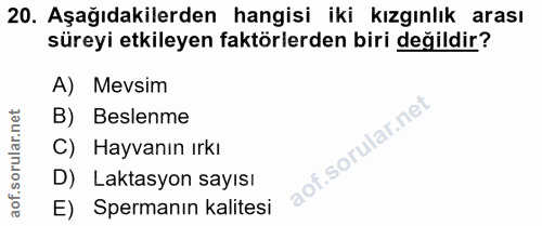 20. soru: Aşağıdakilerden hangisi iki kızgınlık arası süreyi etkileyen faktörlerden biri değildir? A) Mevsim B) Beslenme C) Hay…