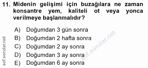 11. soru: Midenin gelişimi için buzağılara ne zaman konsantre yem, kaliteli ot veya yonca verilmeye başlanmalıdır? A) Doğumdan…