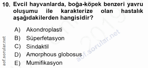 10. soru: Evcil hayvanlarda, boğa-köpek benzeri yavru oluşumu ile karakterize olan hastalık aşağıdakilerden hangisidir? A) Akon…