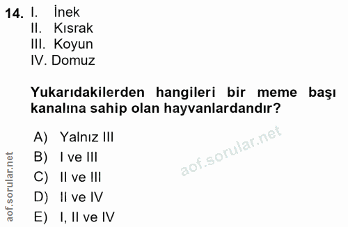 14. soru: l. Inek Il. Kısrak III. Koyun IV. Domuz Yukarıdakilerden hangileri bir meme başı kanalına sahip olan hayvanlardandır?…