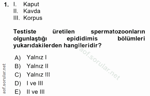 1. soru: I. Kaput II. Kavda III. Korpus Testiste üretilen spermatozoonların olgunlaştığı epididimis bölümleri yukarıdakilerden…