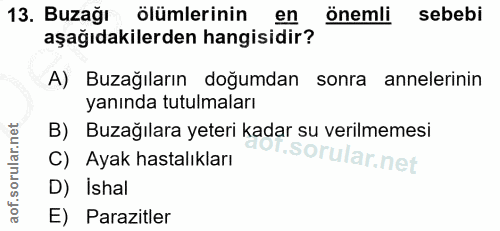 13. soru: Buzağı ölümlerinin en Önemli sebebi aşağıdakilerden hangisidir? A) Buzağıların doğumdan sonra annelerinin yanında tut…