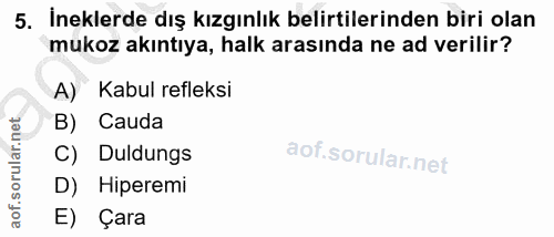 5. soru: İneklerde dış kızgınlık belirtilerinden biri olan mukoz akıntıya, halk arasında ne ad verilir? A) Kabul refleksi B) C…