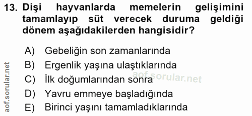 13. soru: Dişi hayvanlarda memelerin gelişimini tamamlayıp süt verecek duruma geldiği dönem aşağıdakilerden hangisidir? A) Gebe…