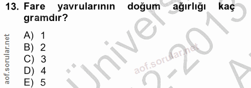 13. soru: Fare yavrularının doğum ağırlığı kaç gramdır? 1 Ünive 5