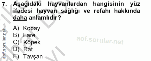 7. soru: Aşağıdaki hayvanlardan hangisinin yüz ifadesi hayvan sağlığı ve refahı hakkında daha anlamlıdır? A) Kobay B) Fare C)…
