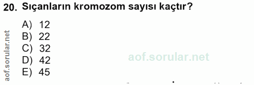 20. soru: Sıçanların kromozom sayısı kaçtır? A) 12 rular.net B) 22 C) 32 D) 42 aof. E) 45