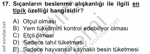 17. soru: Sıçanların beslenme alışkanlığı ile ilgili en tipik özelliği hangisidir? A) Otçul olması B) Yem tüketimini kontrol ed…
