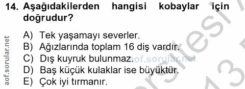 14. soru: Aşağıdakilerden hangisi kobaylar için doğrudur? A) Tek yaşamayı severler. B) Ağızlarında toplam 16 diş vardır. C) Dış…