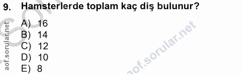 9. soru: Hamsterlerde toplam kaç diş bulunur? A) 16 B) 14 of. C) 12 D) 10 E) 8