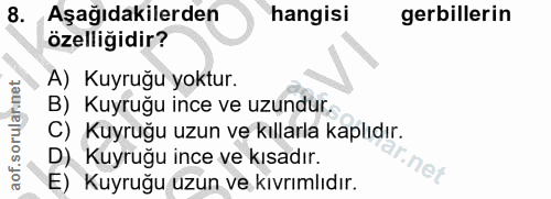 8. soru: Aşağıdakilerden hangisi erbillerin özelliğidir? A) Kuyruğu yoktur. B) Kuyruğu ince ve uzundur. aof.sorulannet C) Kuyr…