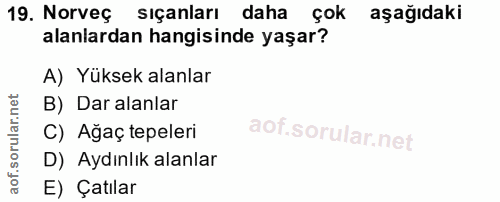 19. soru: Norveç sıçanları daha çok aşağıdaki alanlardan hangisinde yaşar? A) Yüksek alanlar B) Dar alanlar C) Agaç tepeleri D)…
