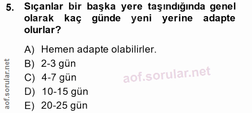 5. soru: Sıçanlar bir başka yere taşındığında genel olarak kaç günde yeni yerine adapte olurlar? A) Hemen adapte olabilirler.…