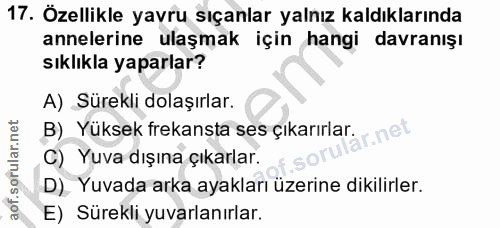 17. soru: Özellikle yavru sıçanlar yalnız kaldıklarında annelerine ulaşmak için hangi davranışı sıklıkla yaparlar? A) Sürekli d…