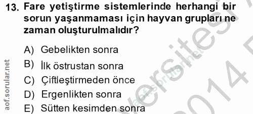 13. soru: Fare yetiştirme sistemlerinde herhangi bir sorun yaşanmaması için hayvan grupları ne zaman oluşturulmalıdır? A) Gebel…