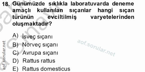 18. soru: Günümüzde sıklıkla laboratuvarda deneme amaçlı kullanılan sıçanlar hangi siçan türünün evciltilmiş varyetelerinden ol…