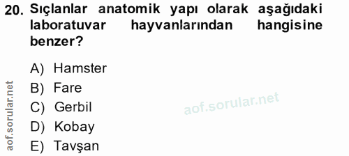 20. soru: Sıçanlar anatomik yapı olarak aşağıdaki laboratuvar hayvanlarından hangisine benzer? A) Hamster B) Fare C) Gerbil D)…
