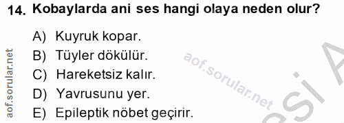 14. soru: Kobaylarda ani ses hangi olaya neden olur? A) Kuyruk kopar. B) Tüyler dökülür. C) Hareketsiz kalır. D) Yavrusunu yer.…