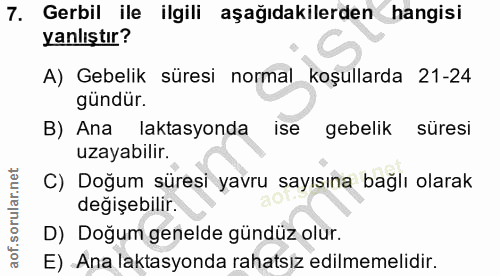 7. soru: Gerbil ile ilgili aşağıdakilerden hangisi yanlıştır? A) Gebelik süresi normal koşullarda 21-24 gündür. B) Ana laktasy…